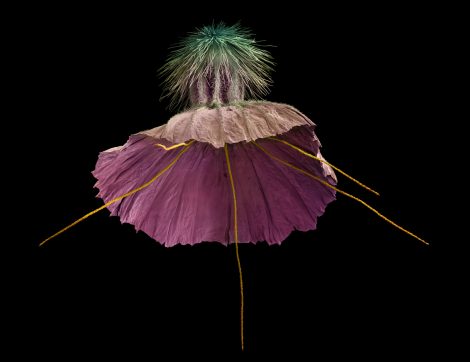 Scabiosa cretica, Rob Kesseler