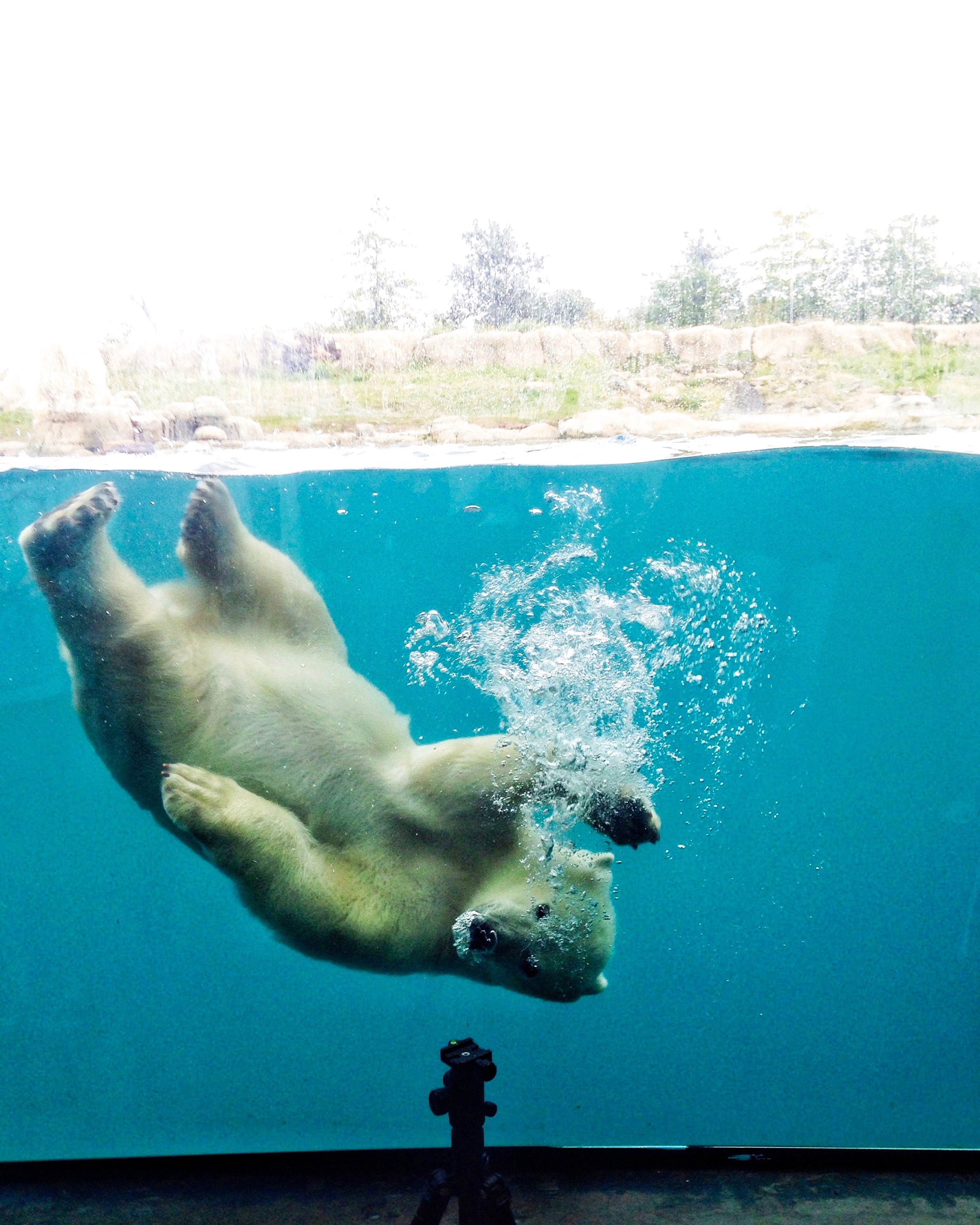 Rotterdam Zoo, Anna Egorova