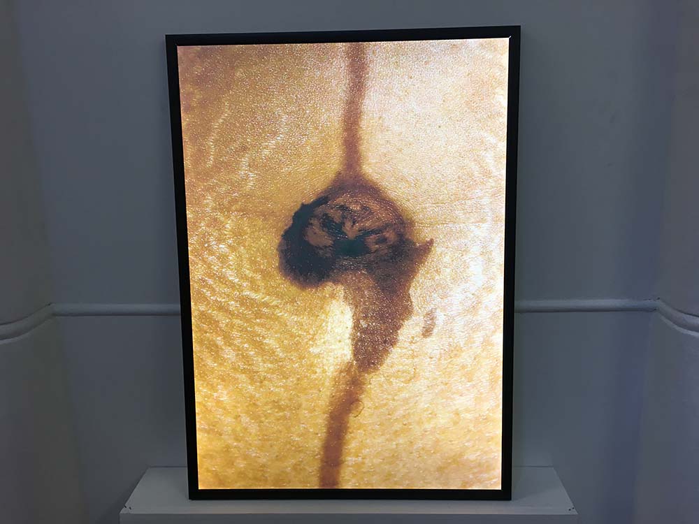 Navel by Sharon Betram.