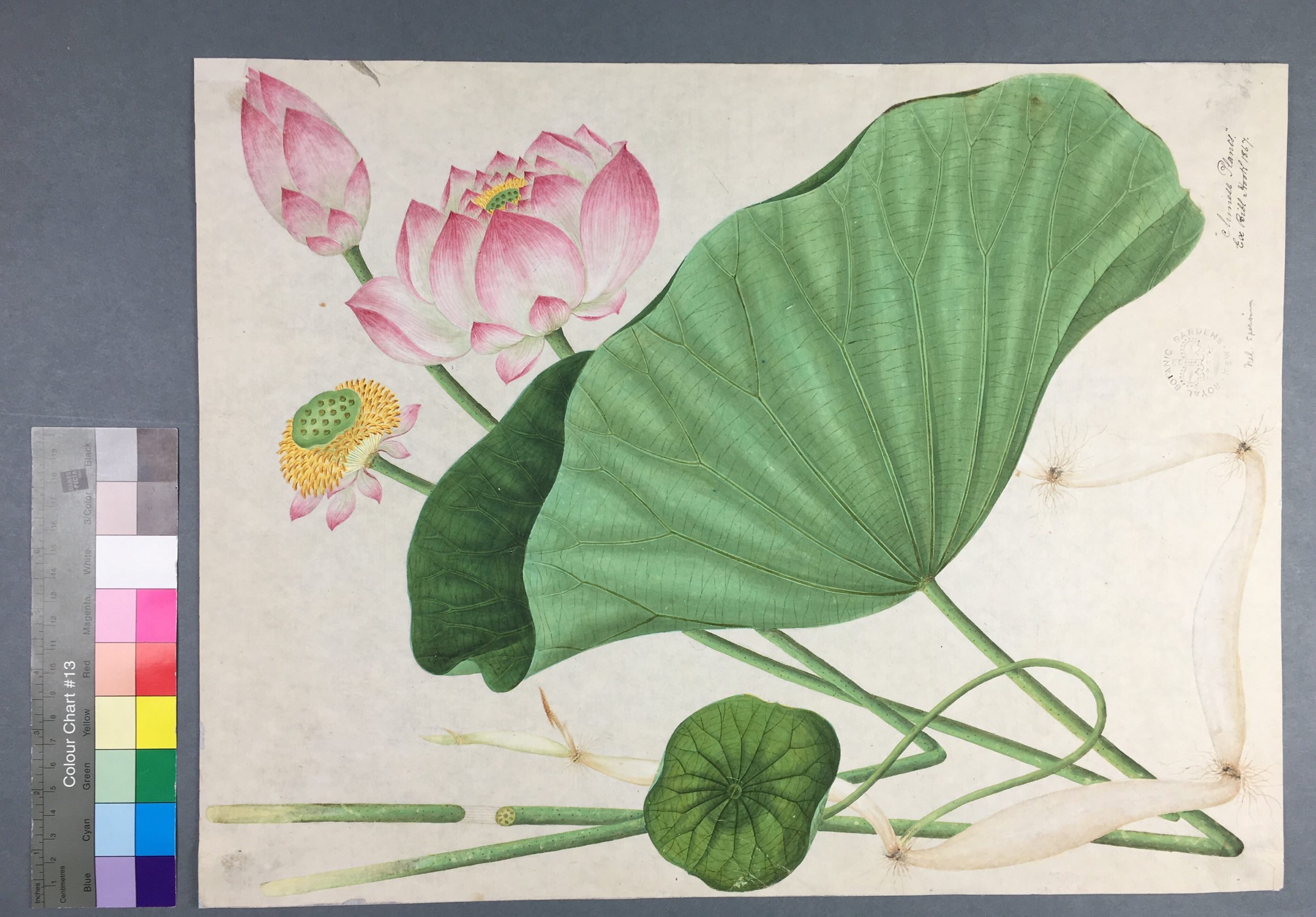 Lotus flower painting from The Royal Botanical Gardens Kew, after treatment