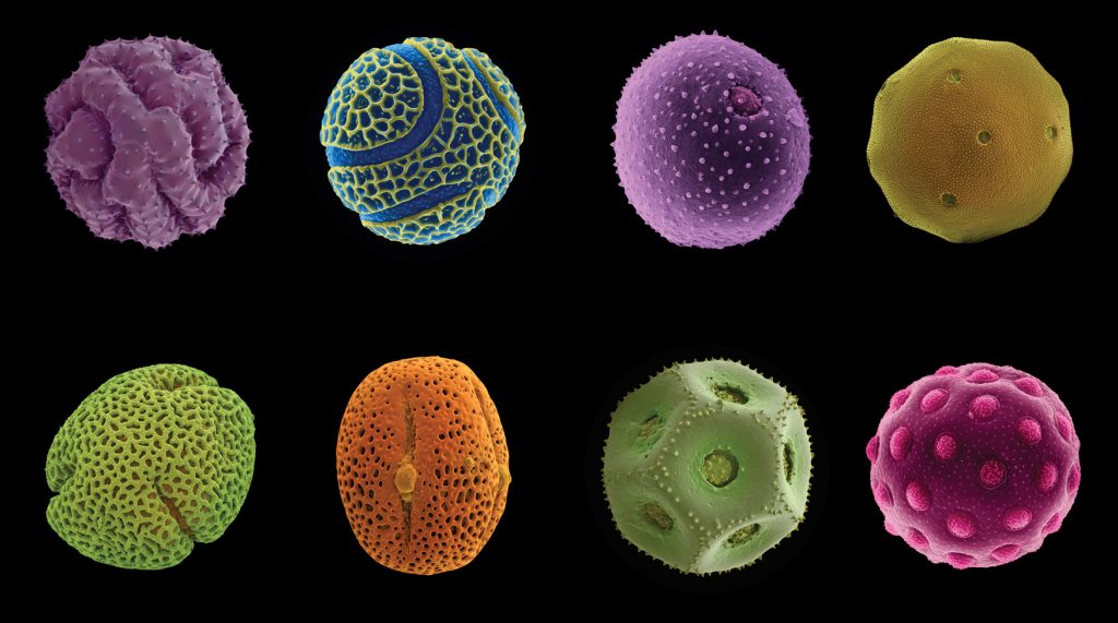 Pollen Grid, Rob Kesseler