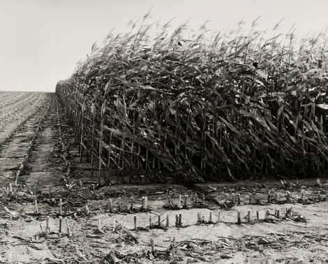 Maize Cutting, Serre, Somme CCC