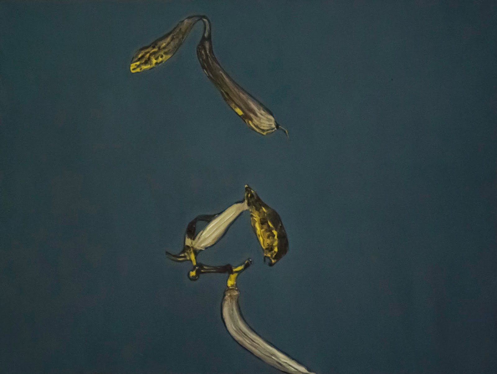 Banana Skin by Rodolfo Villaplana