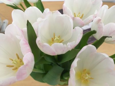 Photo of white tulips with pale pink marks viewed from above.