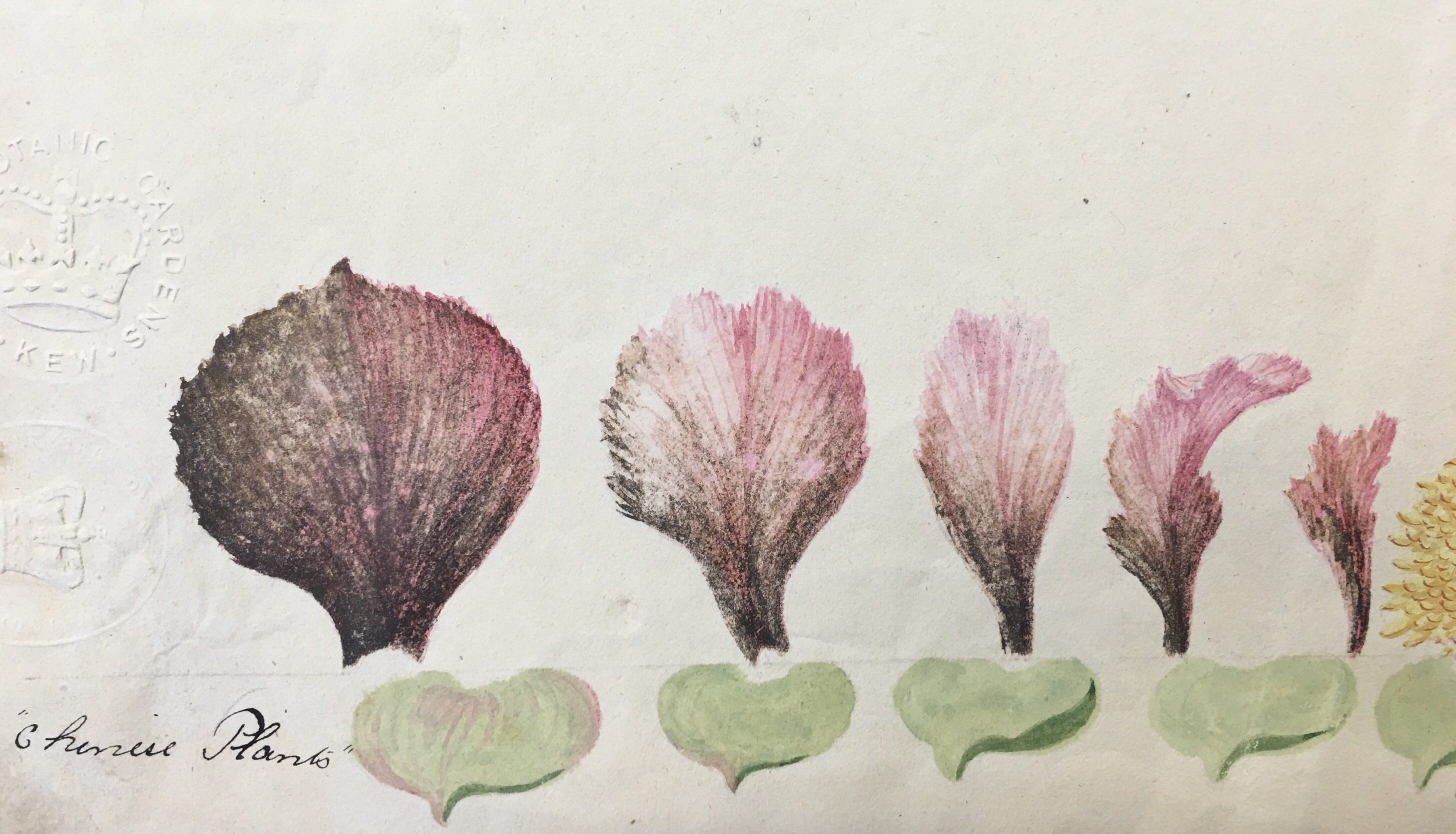 Botanical painting before lead white conversion