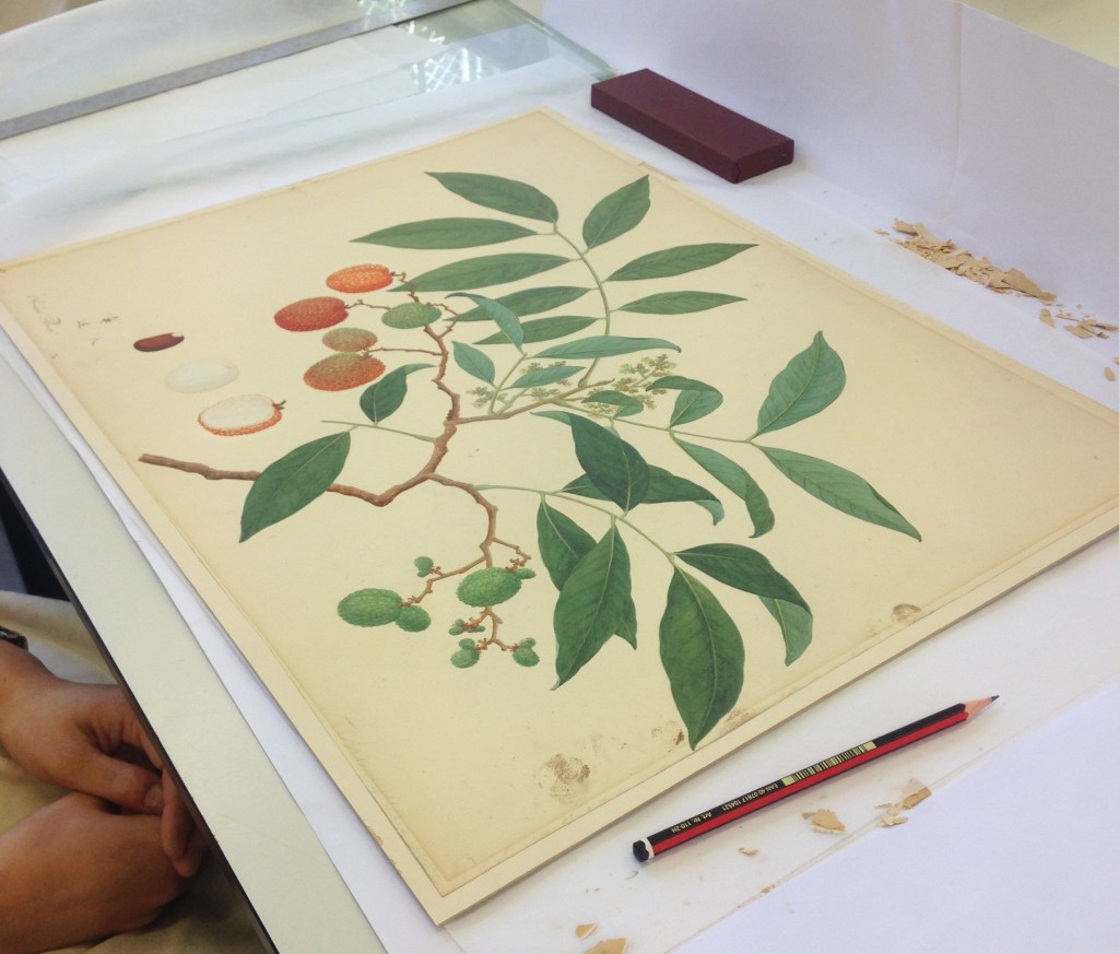 A piece from The Royal Botanical Gardens, Kew which is to be giving new backing