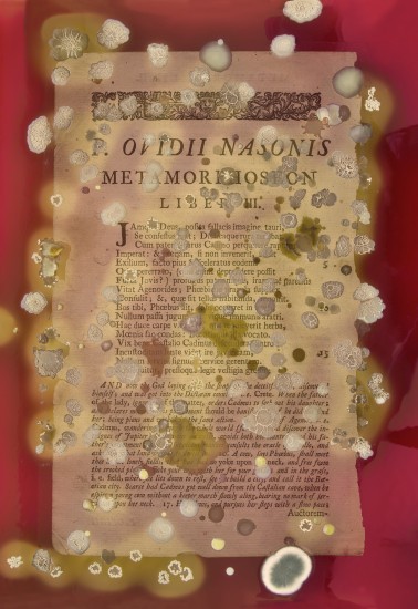 The Metamorphoses Chapter, Sarah Craske