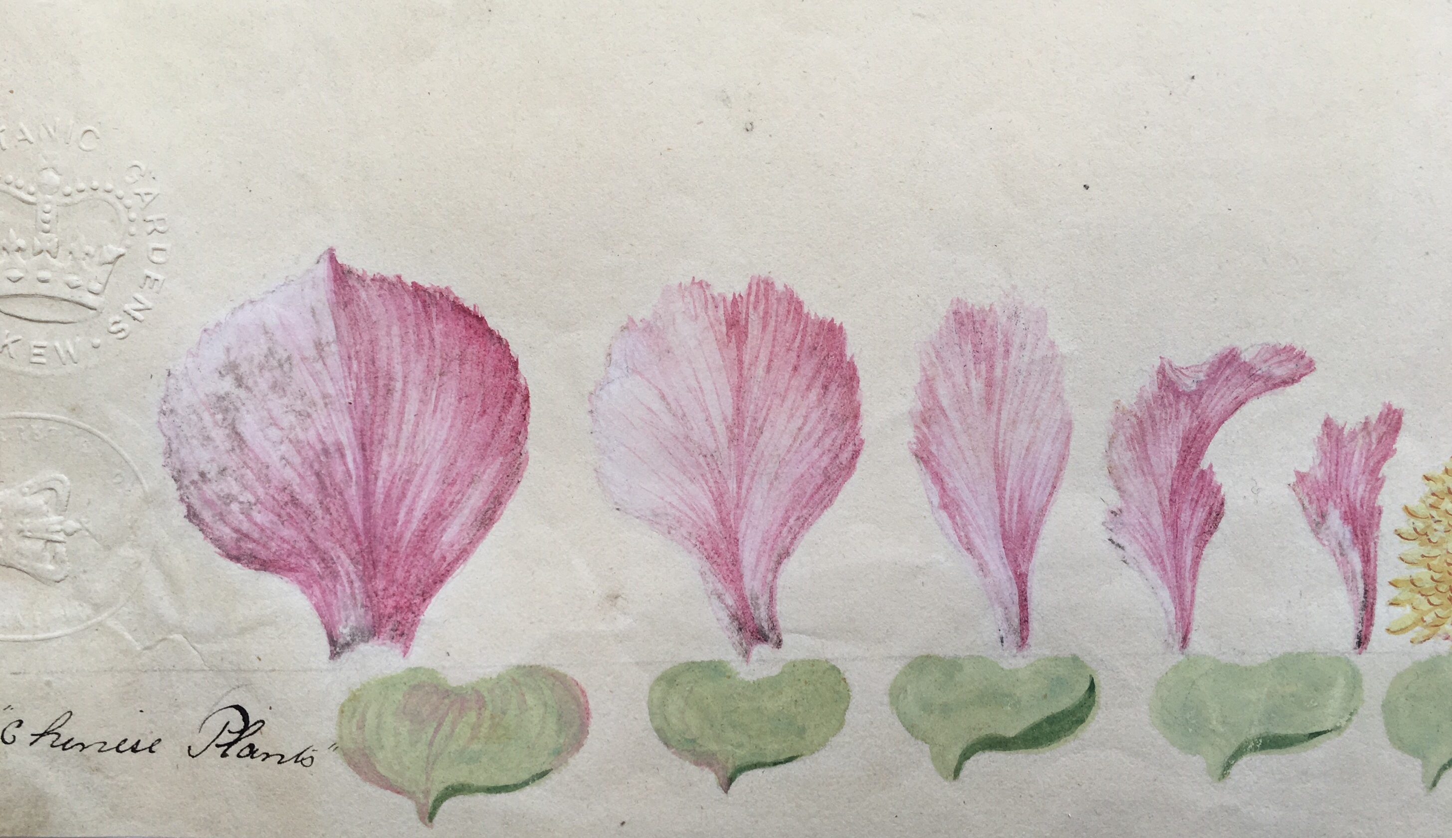 Botanical painting after lead white conversion