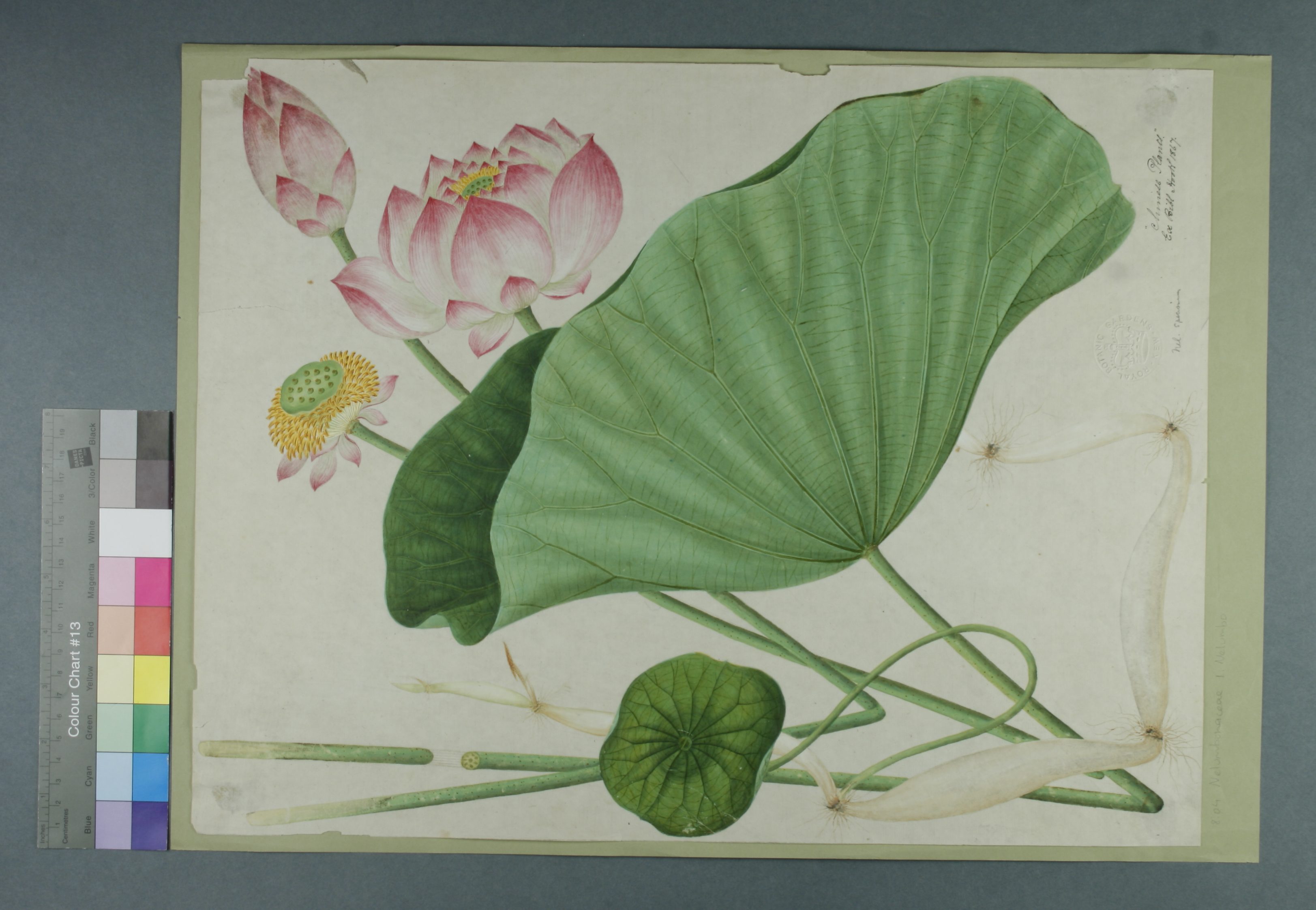 Lotus flower painting from The Royal Botanical Gardens Kew, before treatment