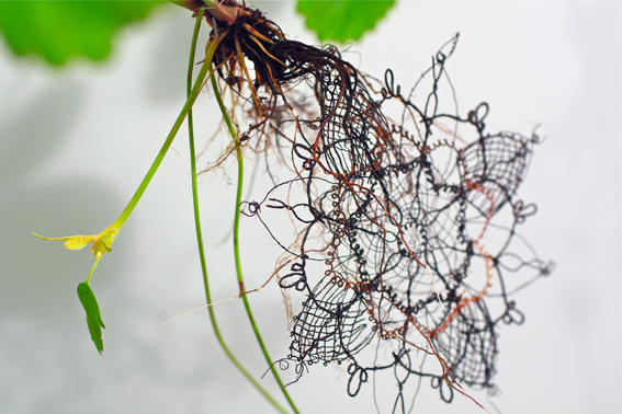 Biolace, Carole Collet