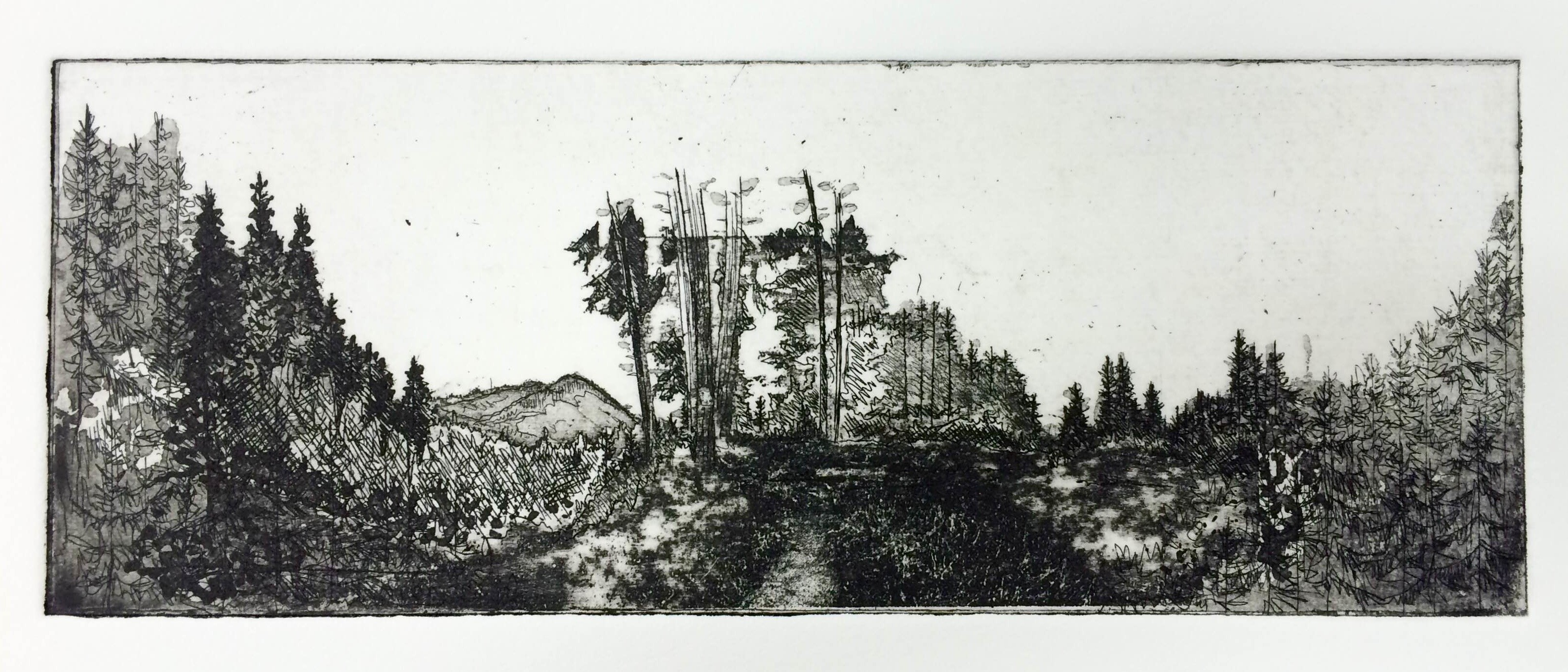 'Hemlock' Hardground, aquatint, sugar lift and photo etching. Image size 20.2x7.5cm