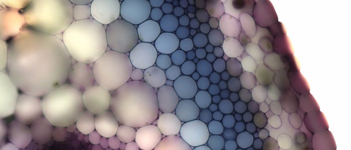 Silken Cells by Rob Kesseler