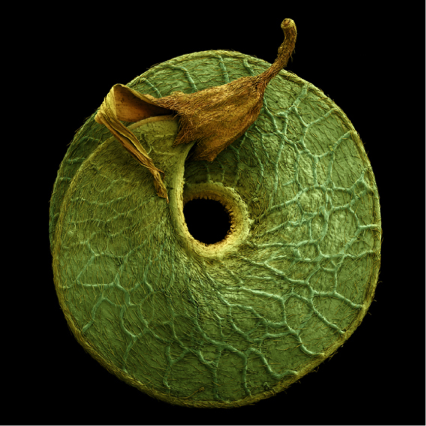 Image of Medicago seed by Rob Kesseler