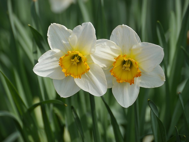 2 narcissi in full bloom