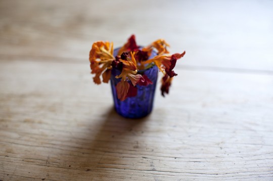 CelineMarchbank_Tulip_13