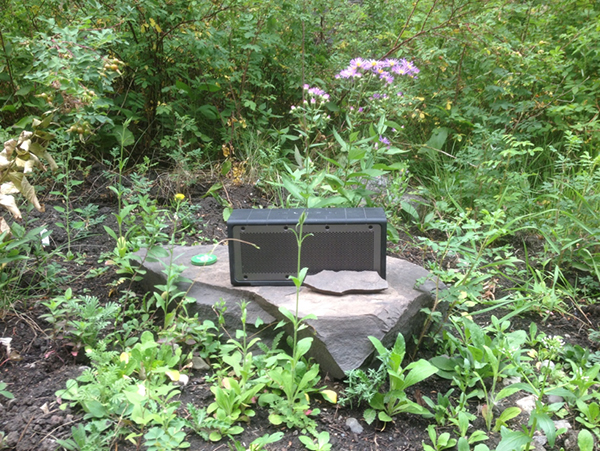 An amplifier sits on a rock, surrounded by greenery