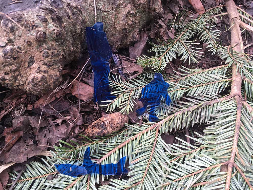 Source material generated in Morden Hall Park (details)