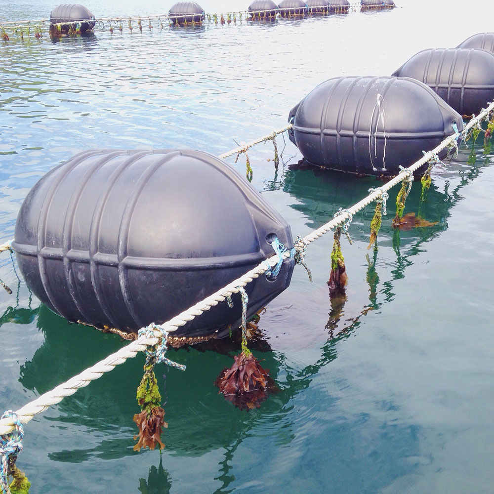 Seaweed farming in Oban, Scotland with Scottish Association for Marine Science