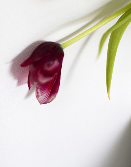 TULIP_Cover