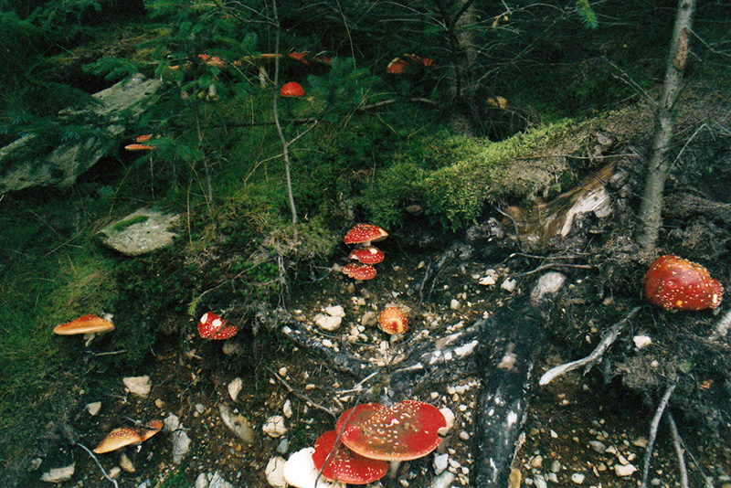 Mushrooms in a forest